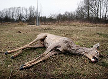 plaatje: De natuur van dode dieren